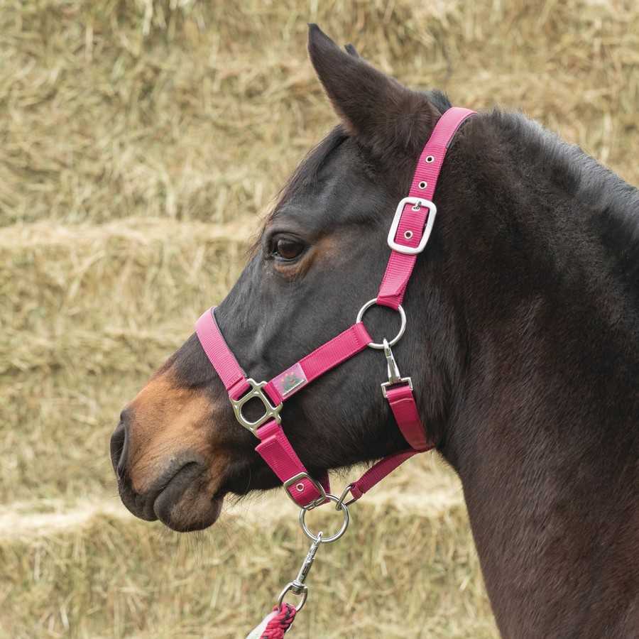 Cabezada USG Everyday fucsia colocada en un pony