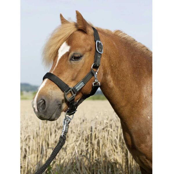 Cabezada USG Everyday negra colocada en un pony