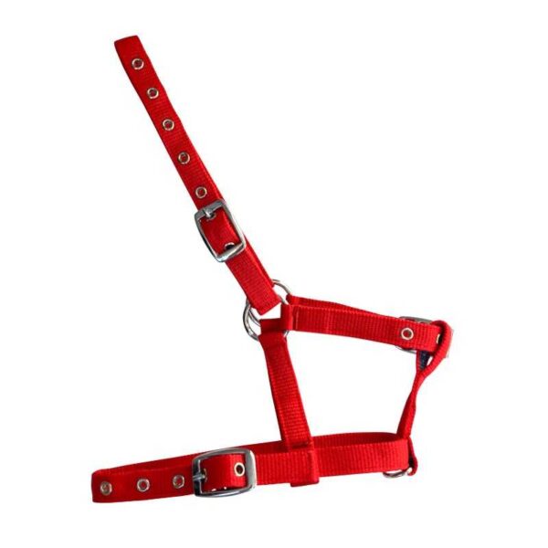 Cabezada de nylon para potro con tres hebillas — rojo