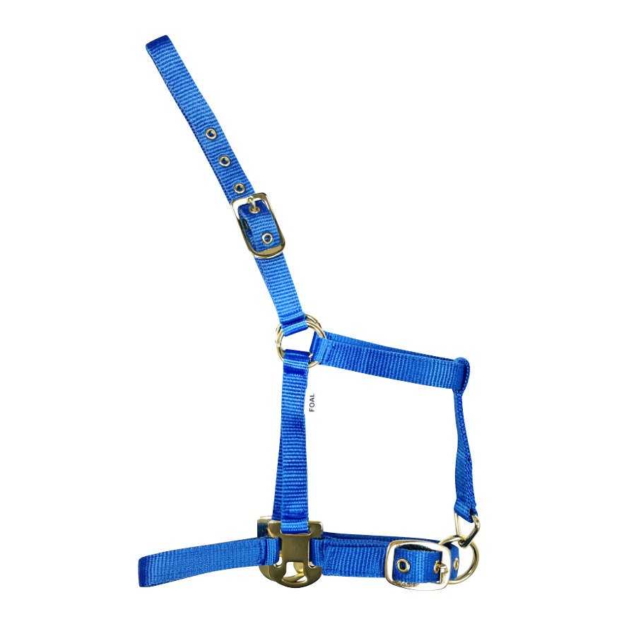 Cabezada Deluxe azul royal de nylon para potro