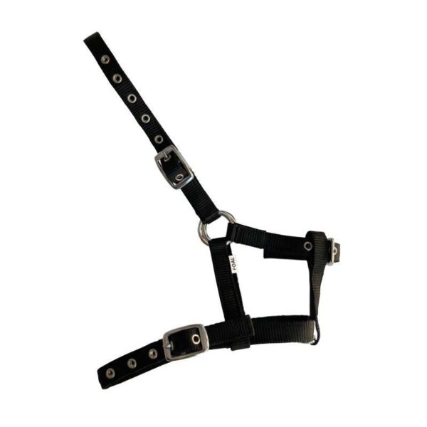Cabezada de nylon para potro con tres hebillas — negro